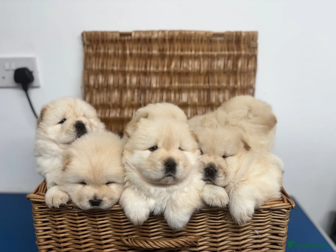 Chow Chow dogs for sale: DWKC CHOW CHOW MALE PUPS  - Advert 2