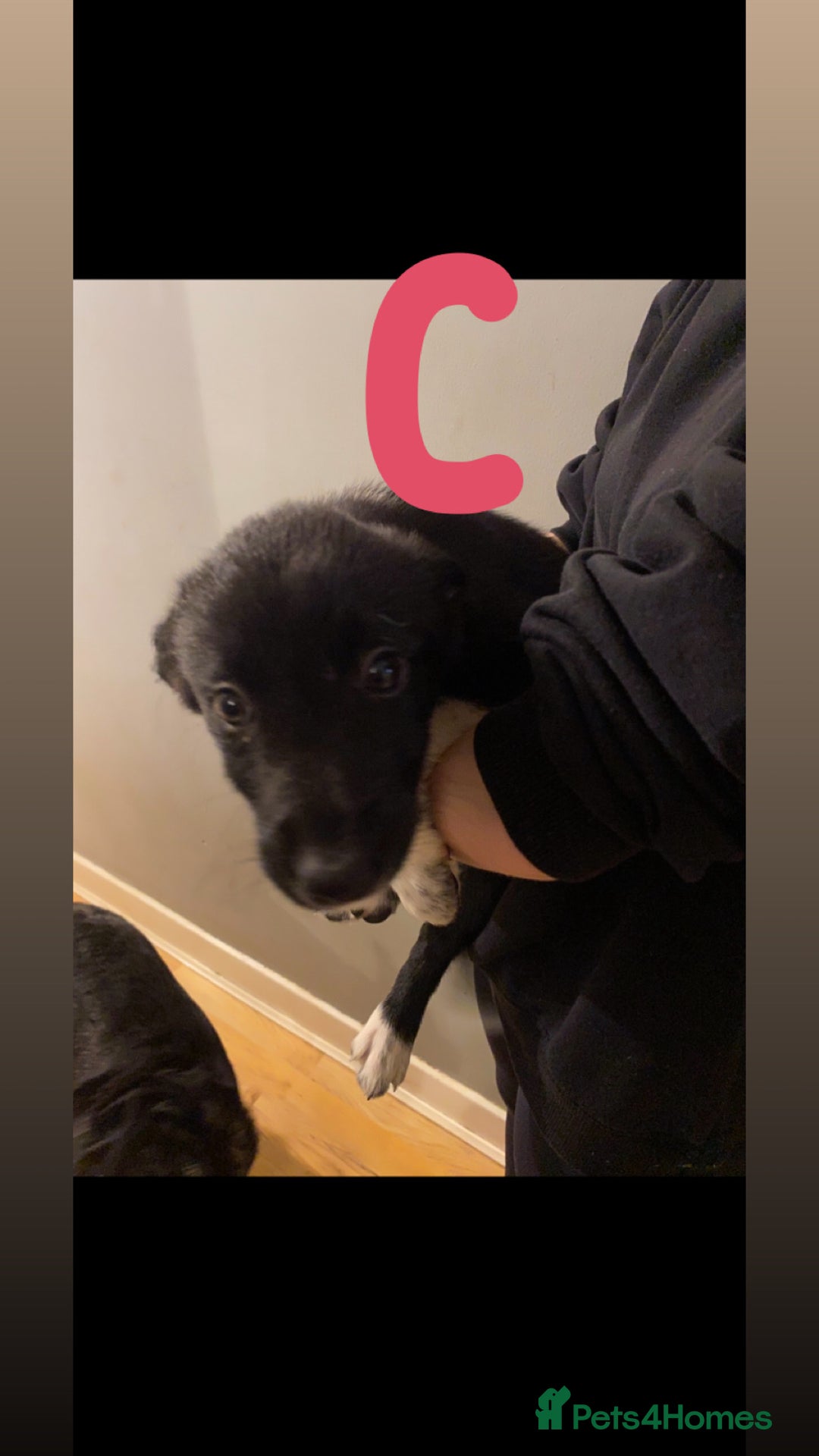 Border Collie dogs for sale: 5 border collie puppies ! - Advert 6