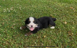 Bernese Mountain Dog dogs for sale: KC Reg Bernese Mountain Dog Puppies - Image 8
