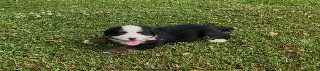 Purple collar female