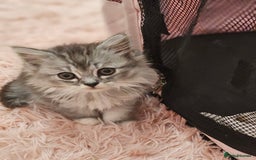 Mixed Breed cats for sale: Persian Chinchilla Cross Kittens - Image 32