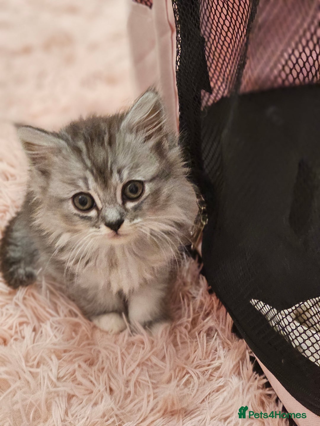Mixed Breed cats for sale: Persian Chinchilla Cross Kittens - Image 32