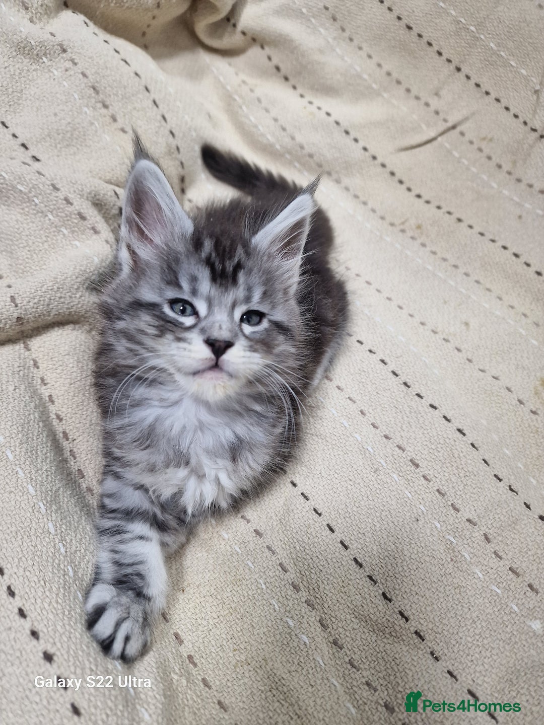 Maine Coon cats for sale: Pure Makne coon - Advert 26
