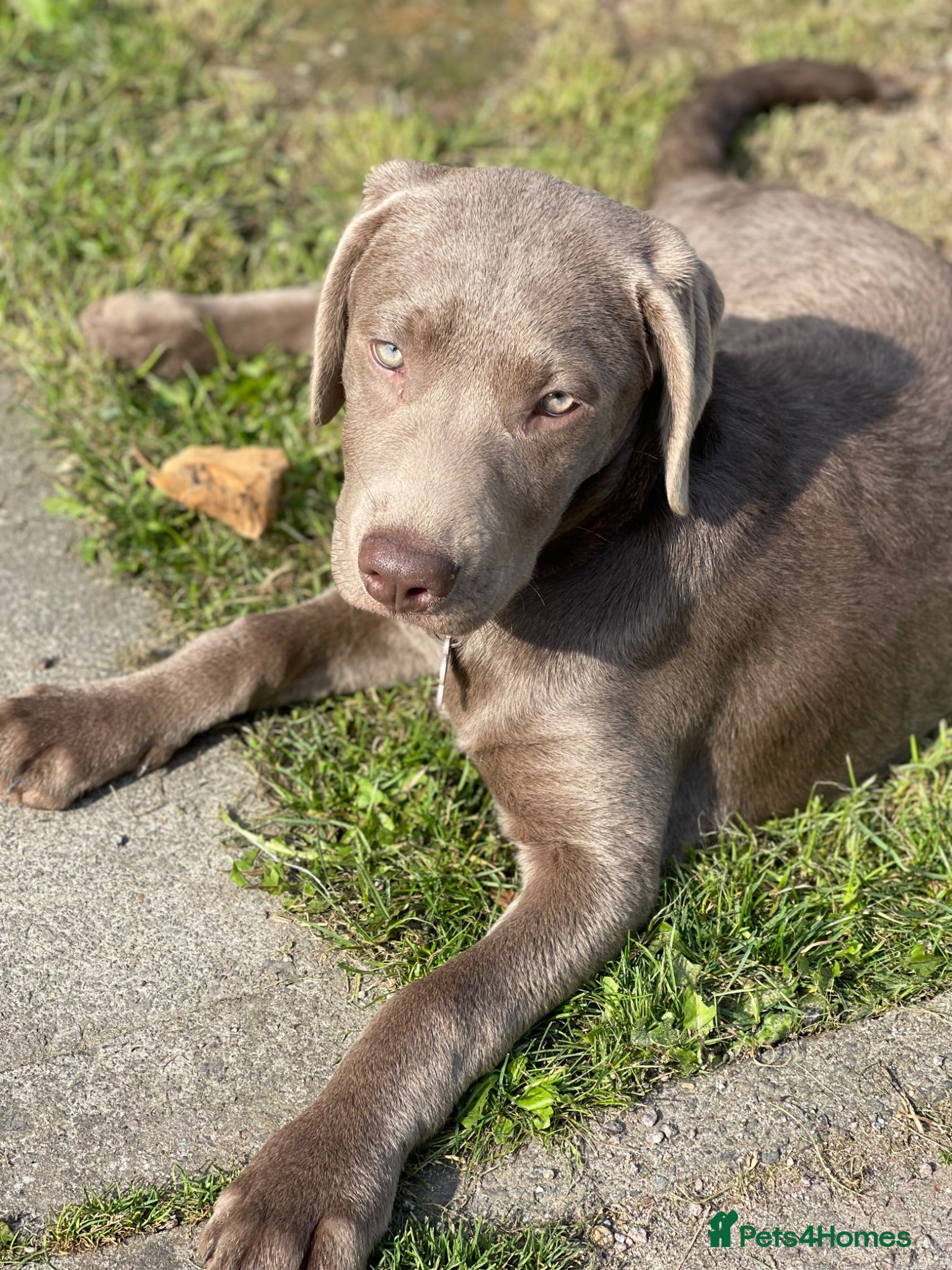 Labrador Retriever dogs WAITLIST IS OPEN FOR OUR NEXT LITTER - Advert 2