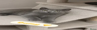 British Shorthair 6