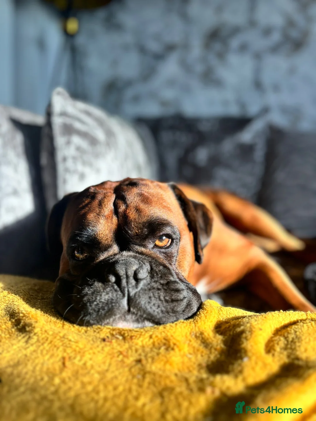 Boxer dogs for stud: Boxer dog available for stud  - Advert 3