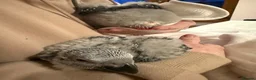 Parrots birds for sale: Hand reared Congo African grey  - Advert 7