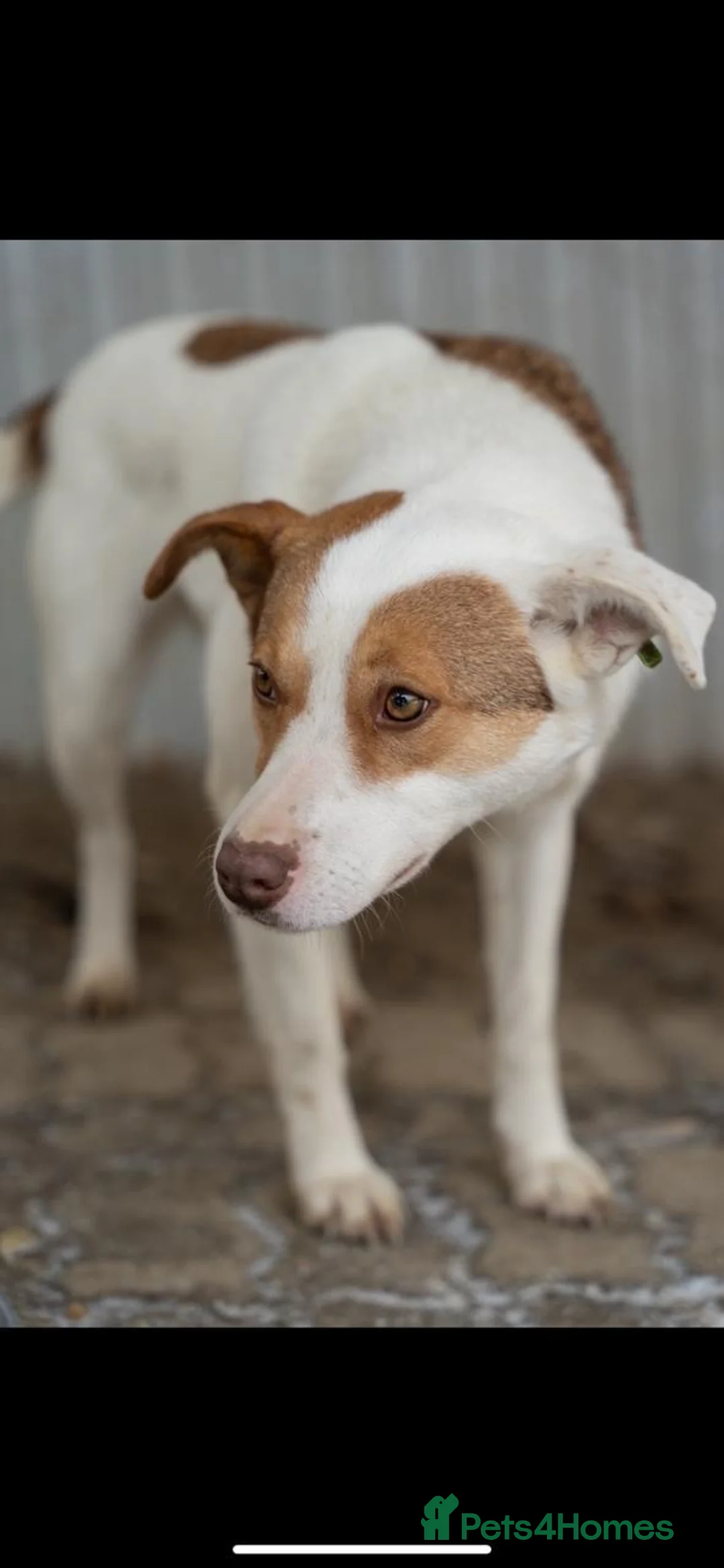 Mixed Breed dogs for adoption: ❤️🐶 LILA – A CHEERFUL HEART ON FOUR PAWS 🐶❤️ in Burton-on-Trent - Advert 2
