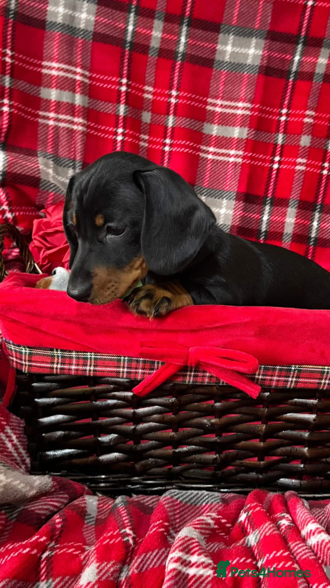 Dachshund dogs for sale: Male Dachshund 😘 xx ready for a new home  - Advert 3