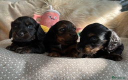 Miniature Dachshund dogs for sale: Top Show Quality KC Miniature Dachshund Puppies - Image 8