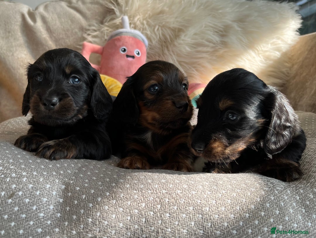 Miniature Dachshund dogs for sale: Top Show Quality KC Miniature Dachshund Puppies - Image 8