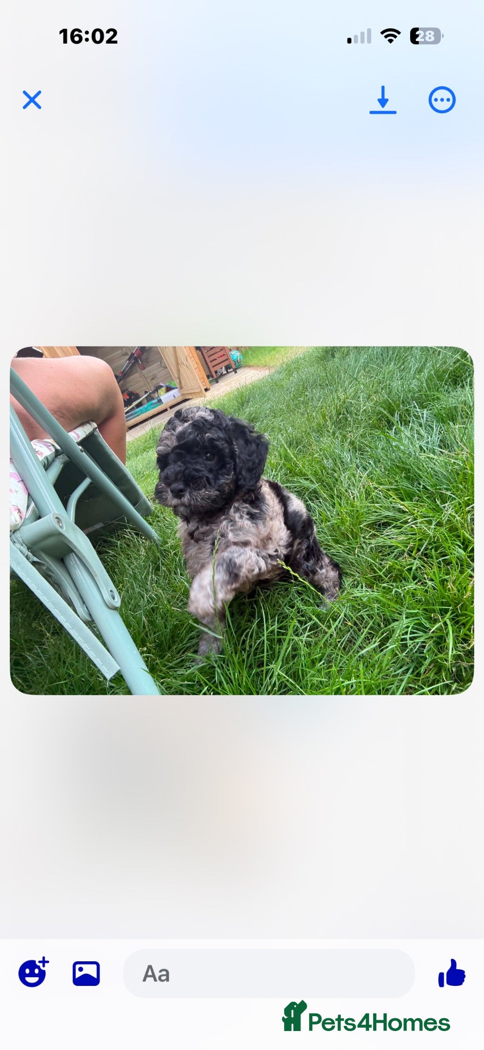 Cockapoo dogs F1BToy Cockapoo puppies 1 merl  girl left  - Advert 9