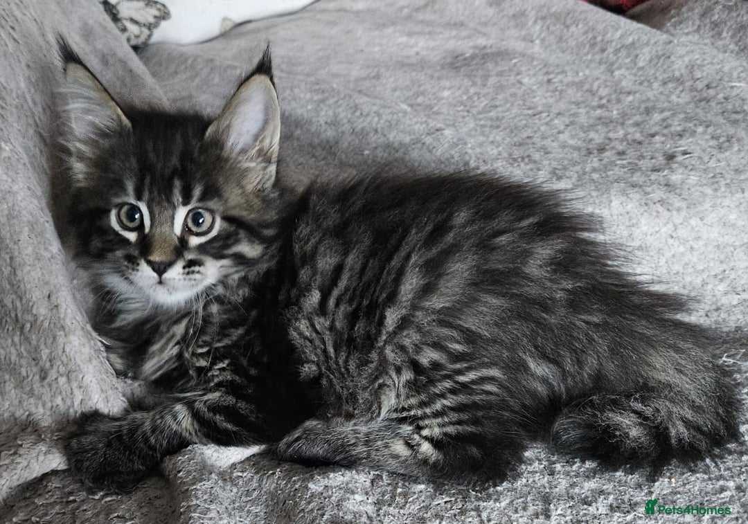 Maine Coon cats for sale: Stunning GCCF registered Maine Coon Kittens  - Advert 4