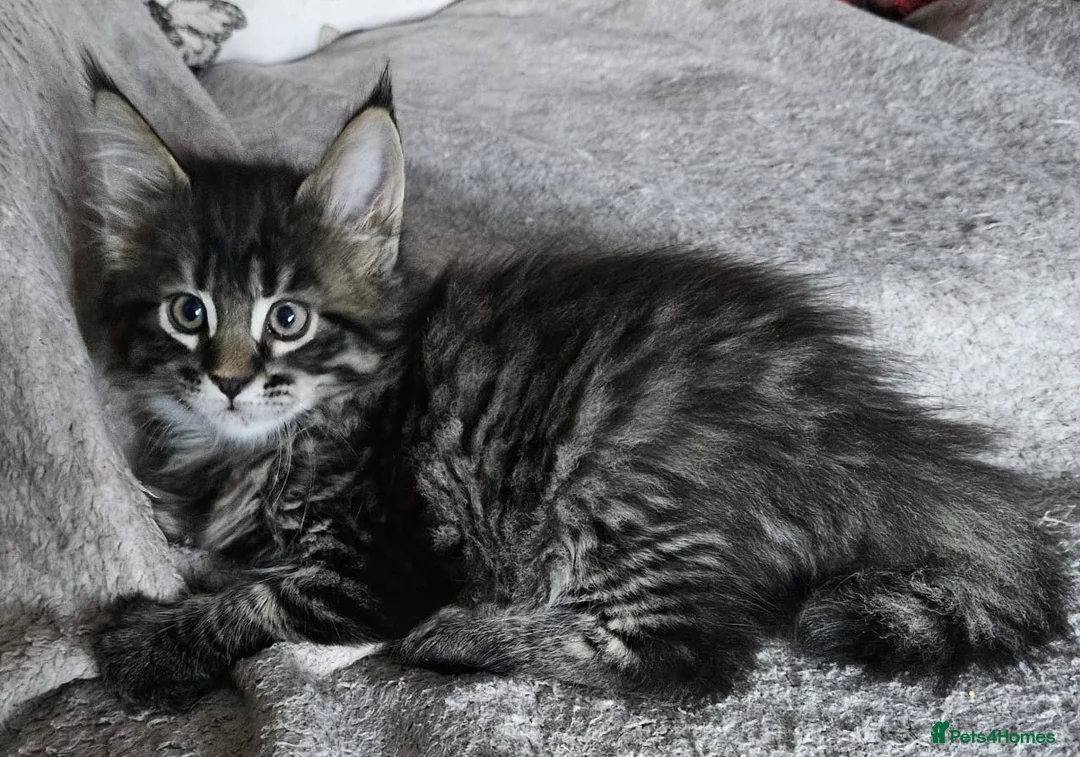 Maine Coon cats for sale: Stunning GCCF registered Maine Coon Kittens  - Advert 4