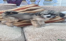 Chinese Crested dogs for sale: 5 beautiful Chinese crested puffs 3 girls 2 boys - Image 9