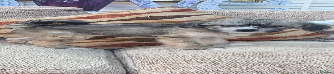 Chinese Crested Puppy 4