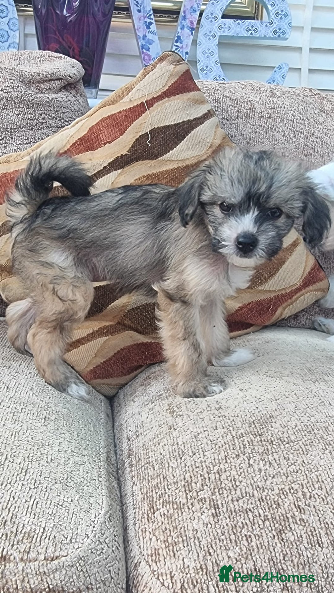 Chinese Crested dogs for sale: 5 beautiful Chinese crested puffs 3 girls 2 boys - Image 9
