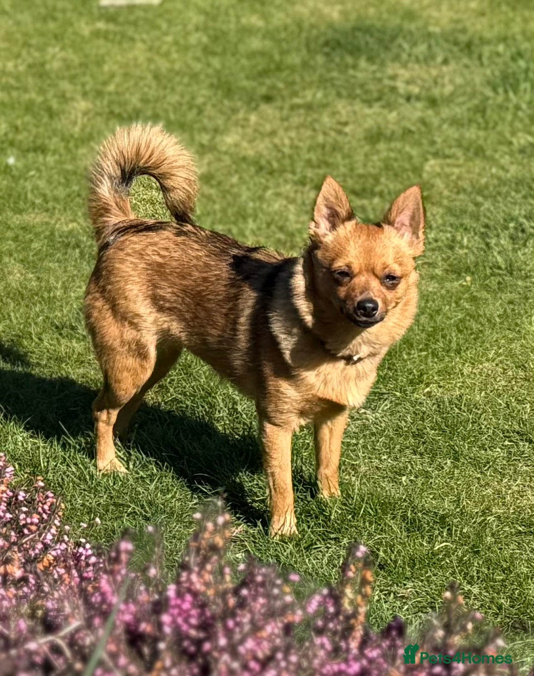 Pomeranian dogs for sale: Cute puppies need there forever home  - Advert 4