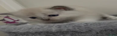 Ragdoll 3