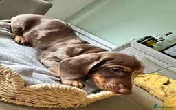 Miniature Dachshund dogs for sale: Miniature Dachshund Puppies  - Image 5