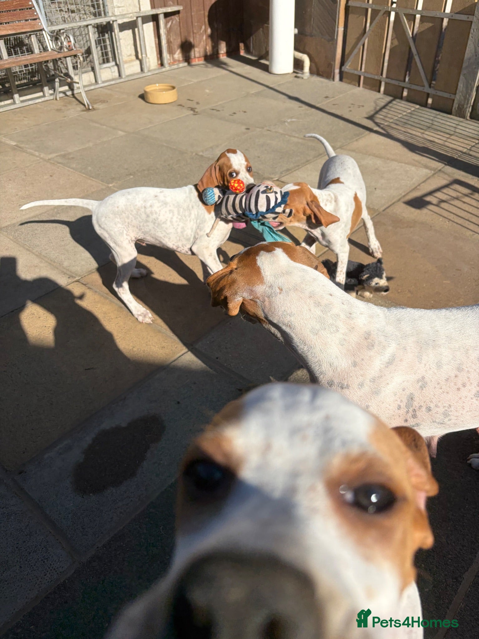 Pointer dogs Gorgeous Pointer Puppies looking for new homes - Advert 4
