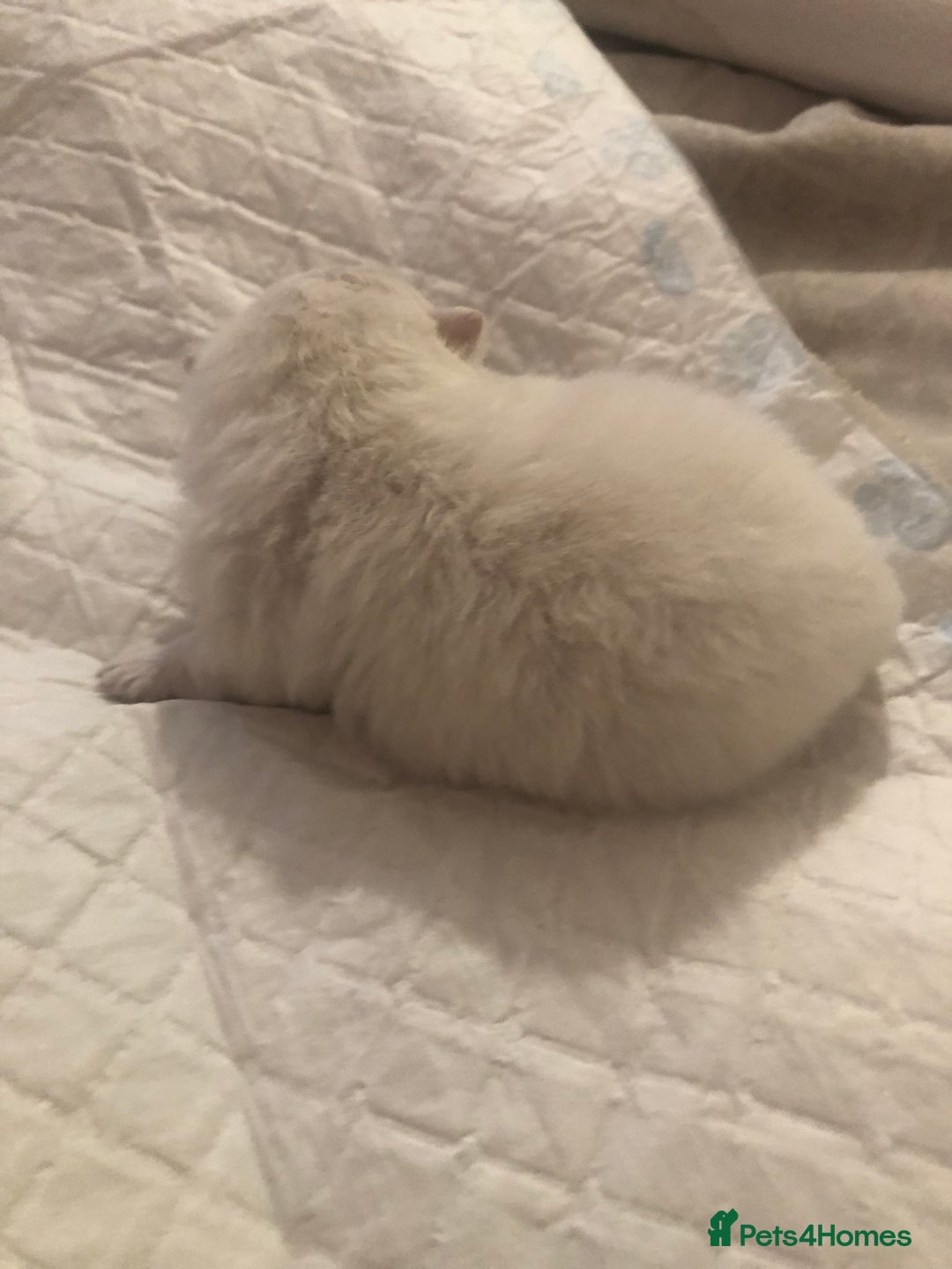 Pomeranian dogs for sale: Teddy Face , Pop Quality, Tiny BOY! - Advert 19