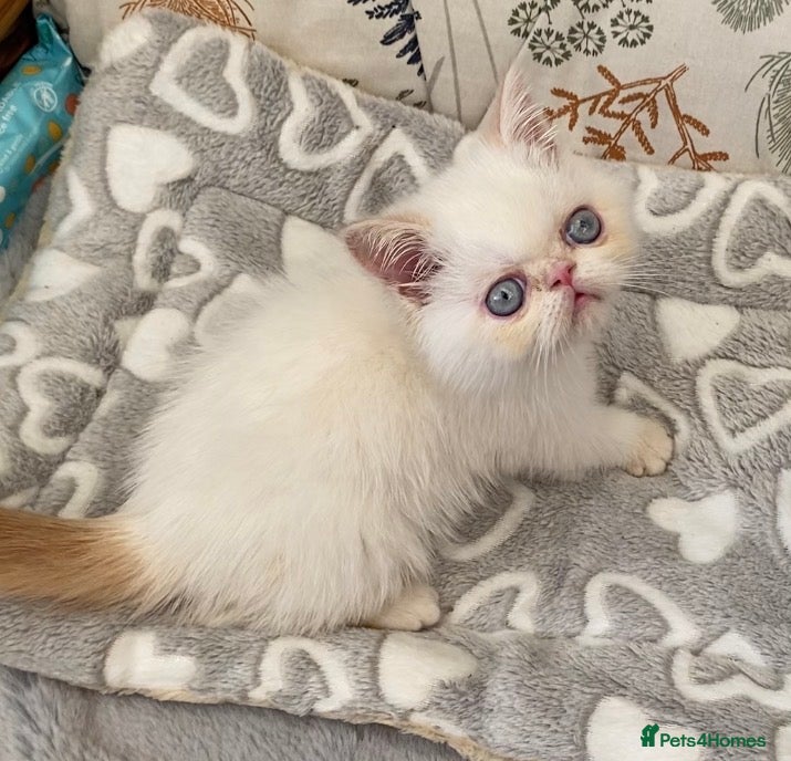 Exotic cats GCCF registered kittens - Advert 4