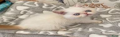 Exotic Kitten 1