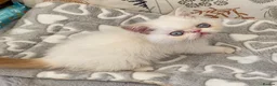 Exotic cats for sale: GCCF Registered Colour Point Kittens £950 - Advert 1