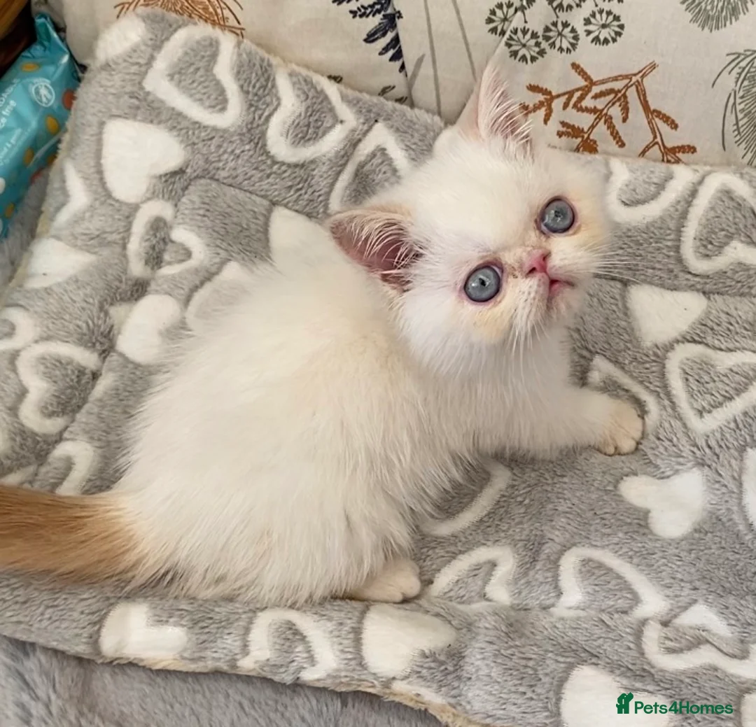 Exotic cats for sale: GCCF Registered Colour Point Kittens £950 - Advert 1