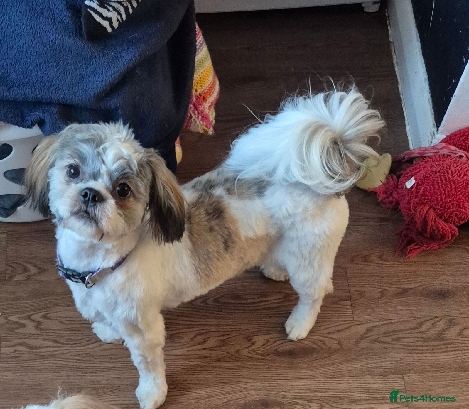 Shih Tzu dogs Shih tuz puppies  - Advert 7
