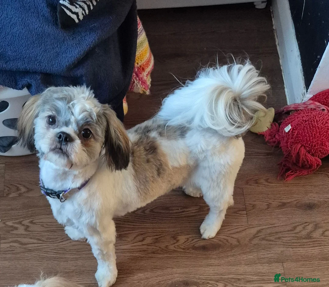 Shih Tzu dogs for sale: Shih tuz puppies  - Advert 1