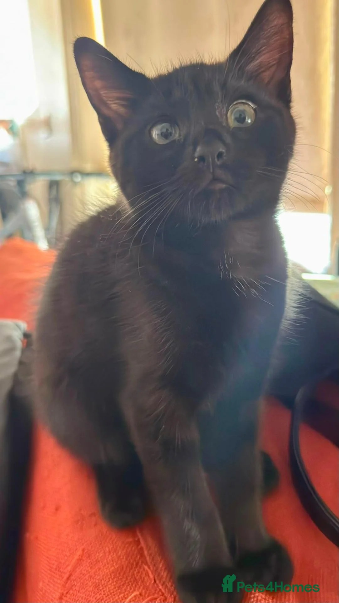Mixed Breed cats for sale: 2 Sweet Black Kittens Looking for a ForeverHome in London - Advert 3