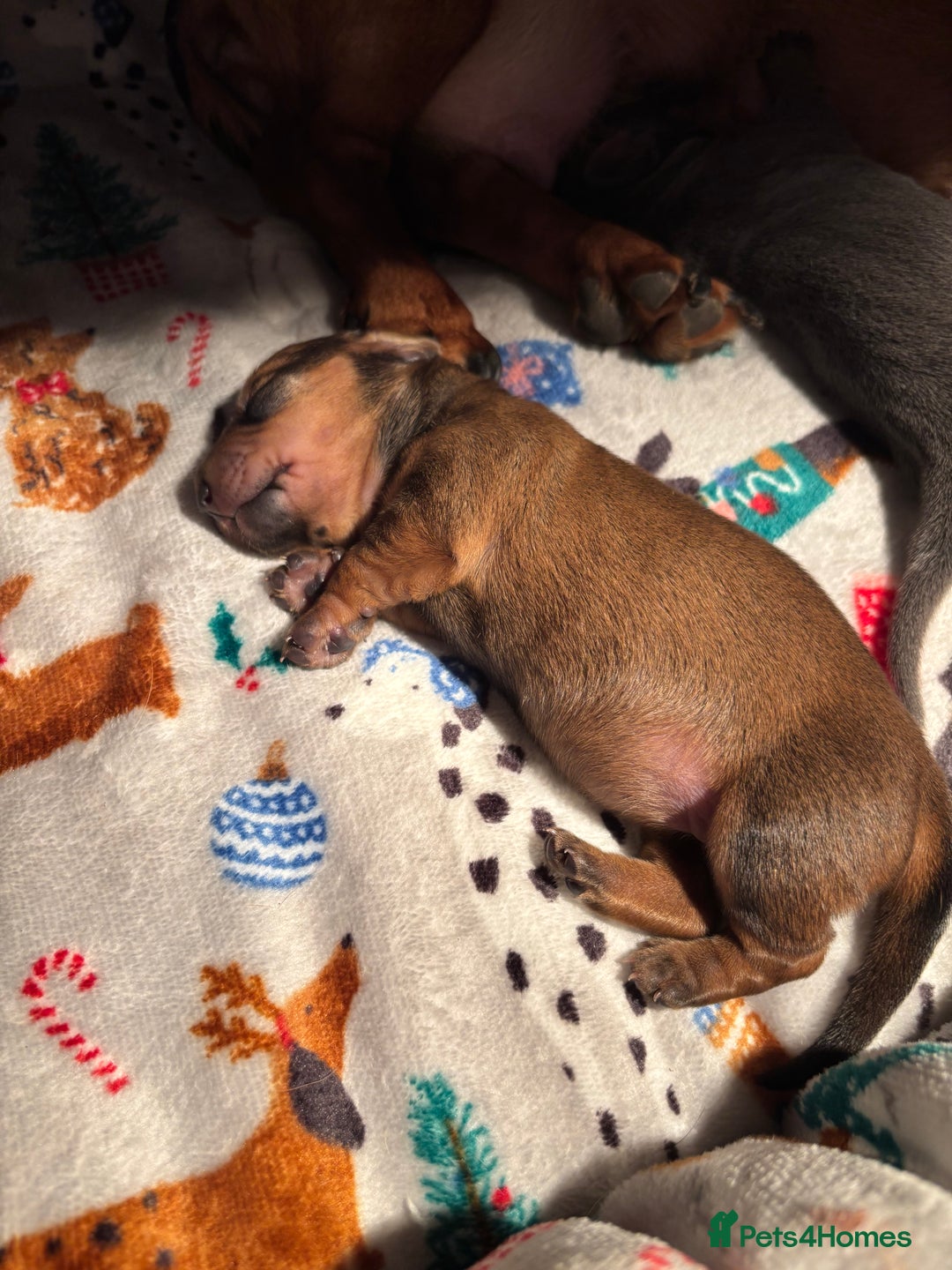 Miniature Dachshund dogs for sale: Miniature dachshund (1 girl left) - Advert 24