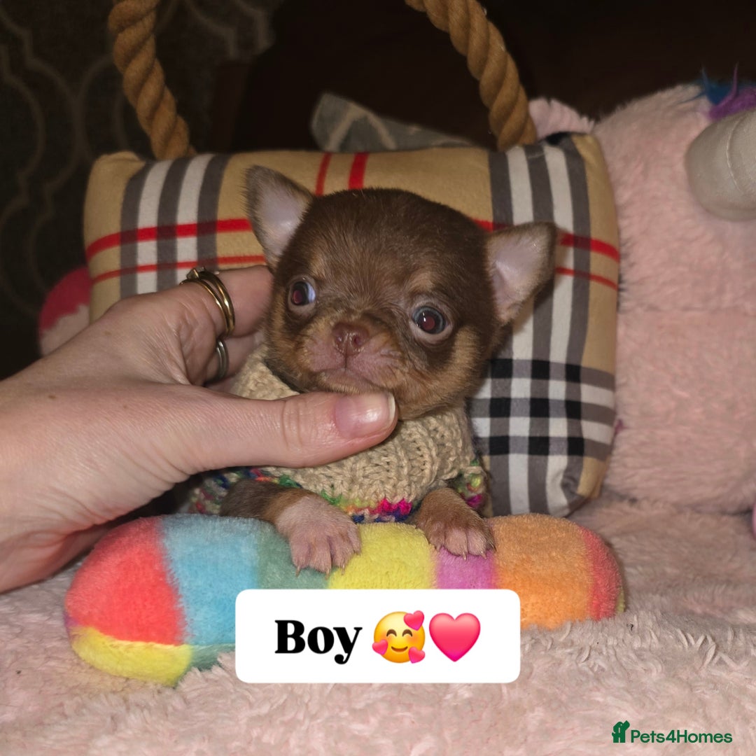 Chihuahua dogs for sale: XxQuality Chihuahua Chocolate Thai breeding pupsXx - Advert 23