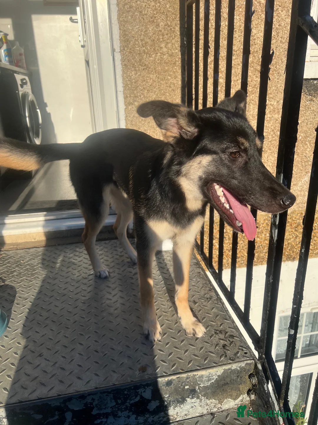 Mixed Breed dogs for sale: 6 month Beautiful Husky/Malinois/Shepherd Puppy in London - Advert 1