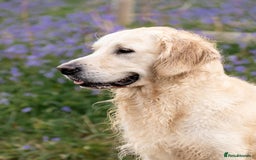 Golden Retriever dogs for stud: Fully health tested therapy dog  - Image 18