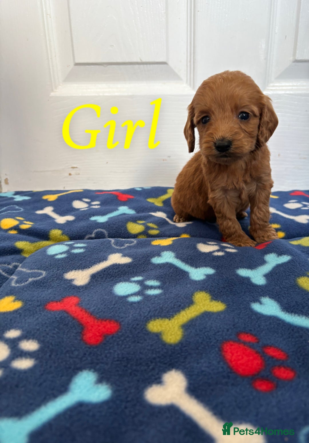 Cockapoo dogs for sale: Cockerpoos for sale  - Image 4