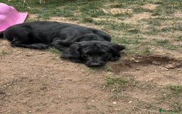 Mixed Breed dogs for sale: Spangold retrievers in Stourport-on-Severn - Image 7