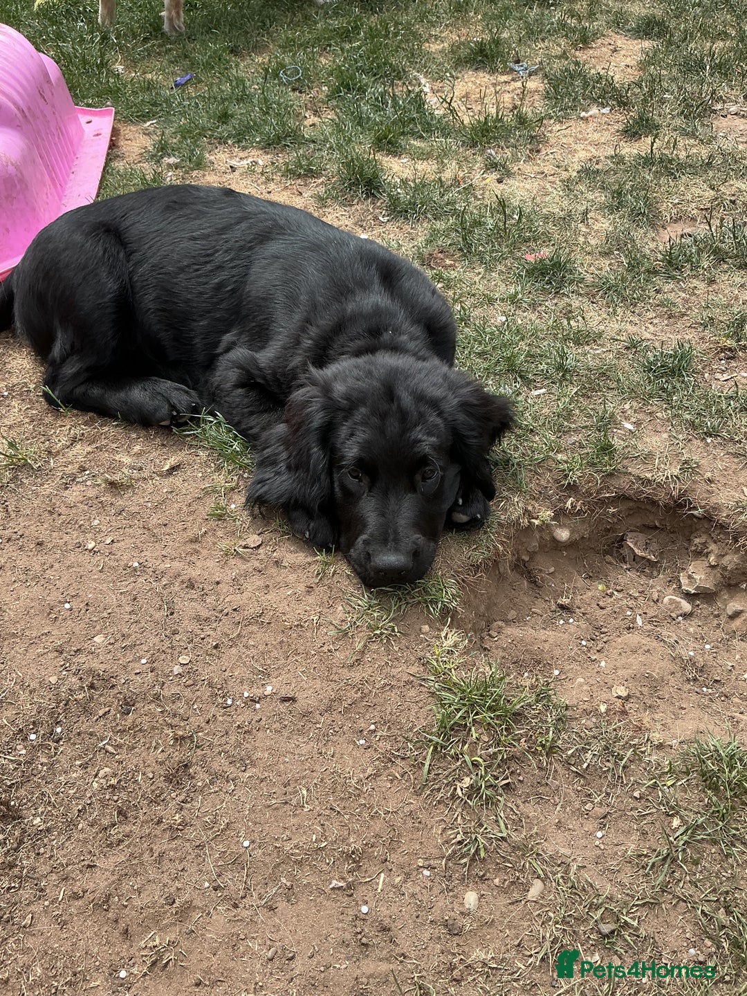 Mixed Breed dogs for sale: Spangold retrievers in Stourport-on-Severn - Image 7