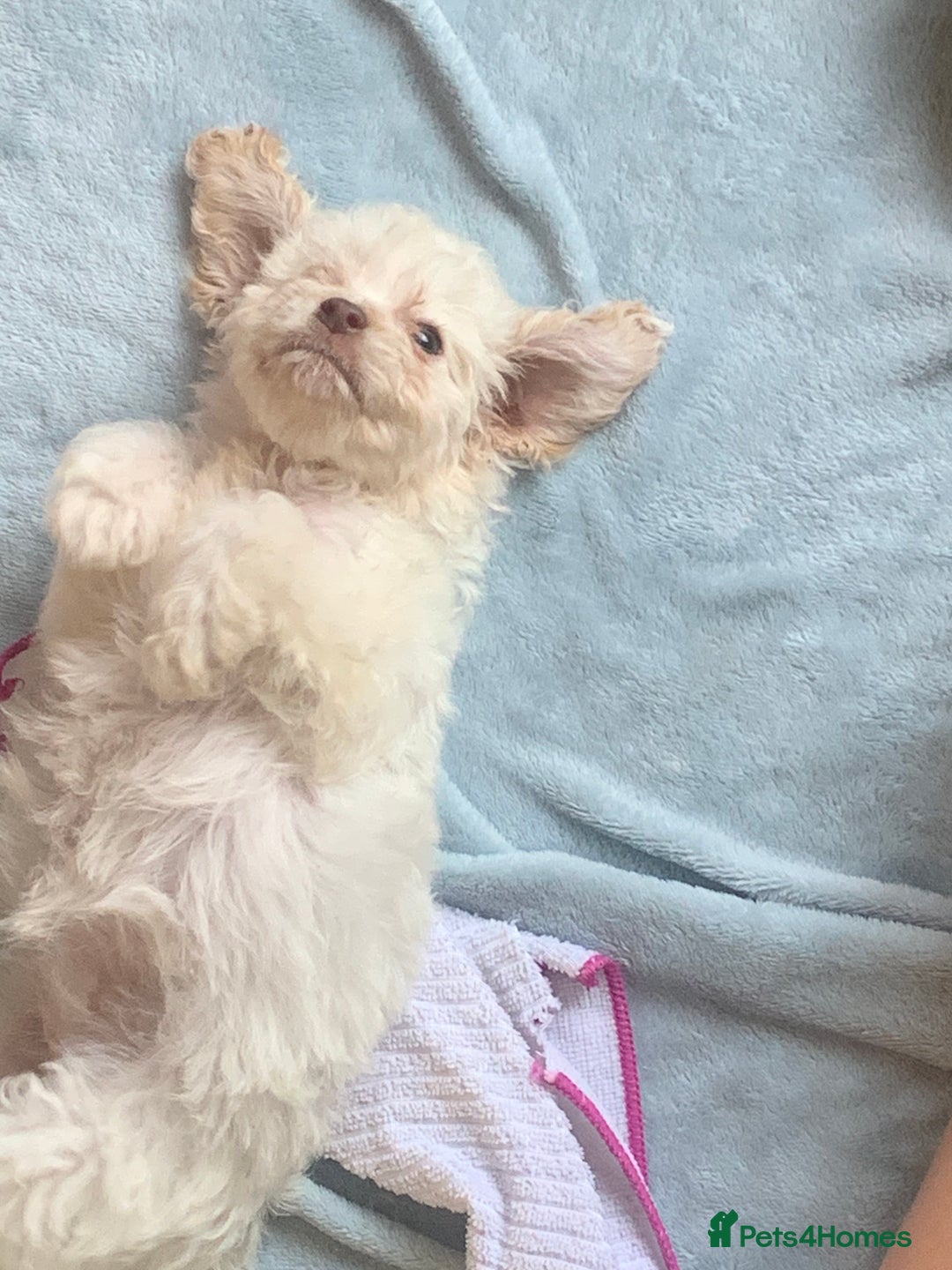 Cockapoo dogs for sale: Beautiful f1 cocker poo one boy one girl left - Image 4
