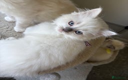 Ragdoll cats for sale: 5 Ragdoll kittens ready to go now  - Image 4