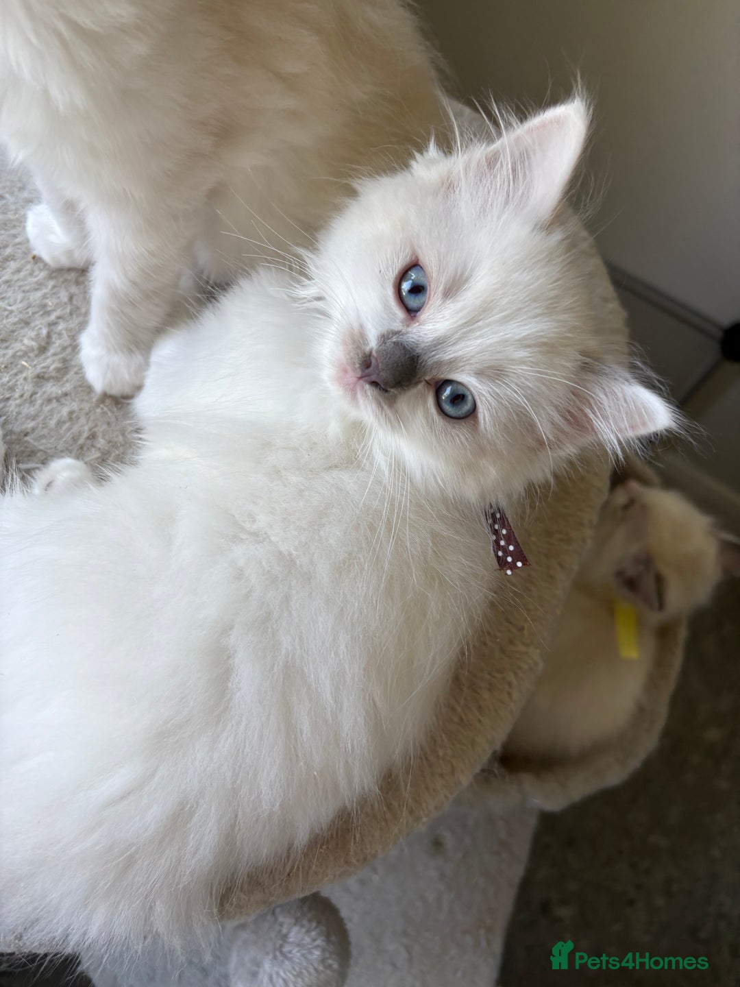 Ragdoll cats for sale: 5 Ragdoll kittens ready to go now  - Image 4