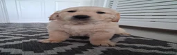 Golden Retriever dogs for sale: 1 KC girl ready for a new home! - Advert 11
