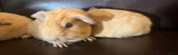 Guinea Pig rodents for sale: Baby guineas ready from 21/7/2026 - Advert 6
