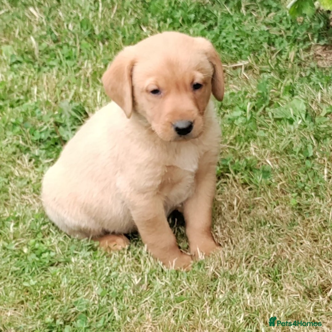 Labrador Retriever dogs for sale: Labrador pups for sale  - Image 15
