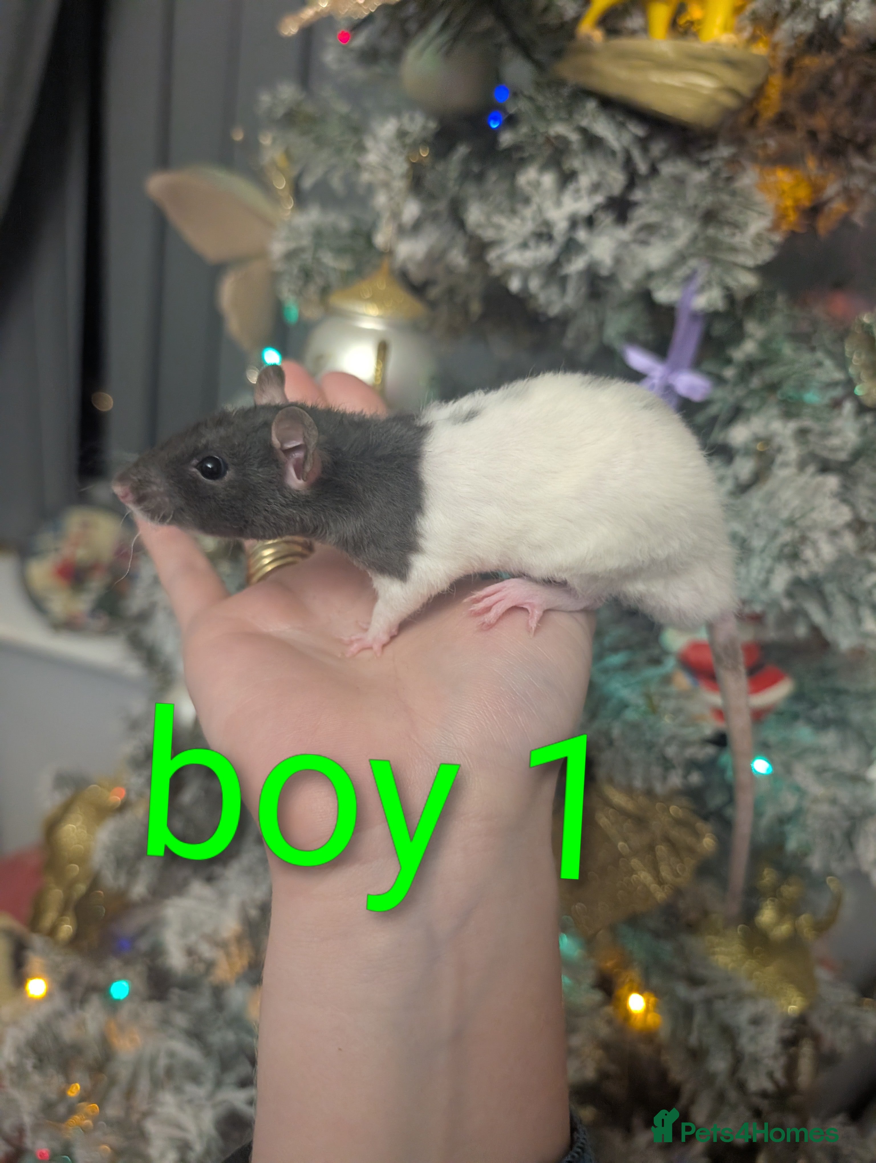 Rat rodents Rex baby rats !! - Advert 2