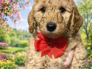 Labradoodle dogs Exceptional F1BB Labradoodle Puppies - Home Raised - Advert 6