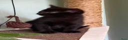 Mixed Breed cats for sale: 4 lovely playful kitten - Advert 7
