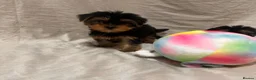 Yorkshire Terrier dogs for sale: Yorkshire terrier puppy  - Advert 5